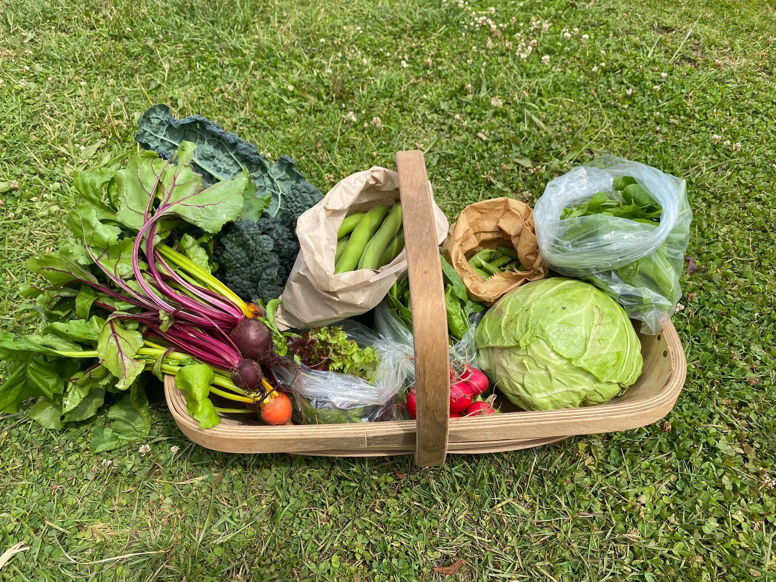 Deposit: Medium Crop Share (rest of the season, £15.75 per week)